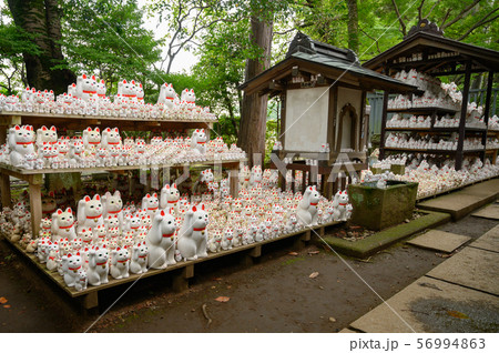 豪徳寺の招き猫 56994863