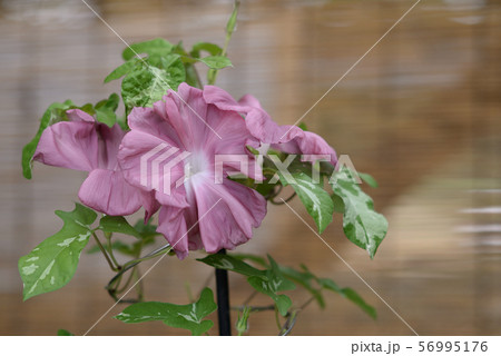 変化朝顔5 56995176