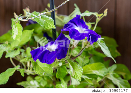 変化朝顔6 56995177