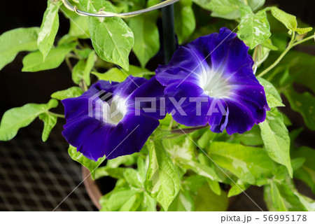 変化朝顔7 56995178