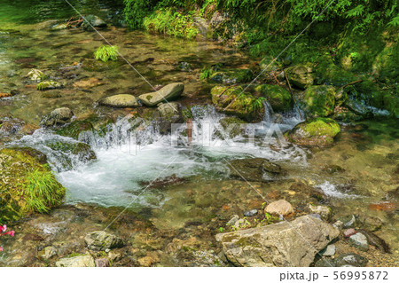 夏の貴船川　京都 56995872
