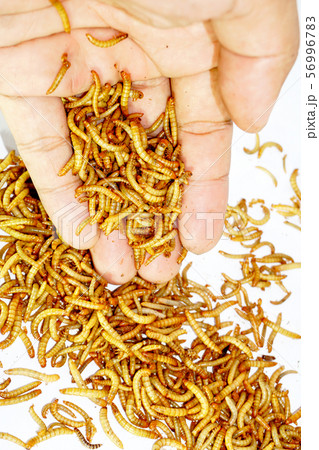 worm animal wiggle on the floor. wildlife life focus 56996783