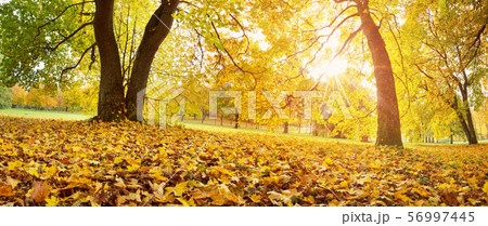 trees with multicolored leaves on the grass in the park 56997445