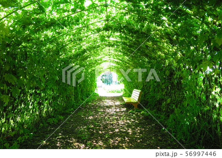 緑のトンネルの風景2 緑のトンネルの風景2 56997446