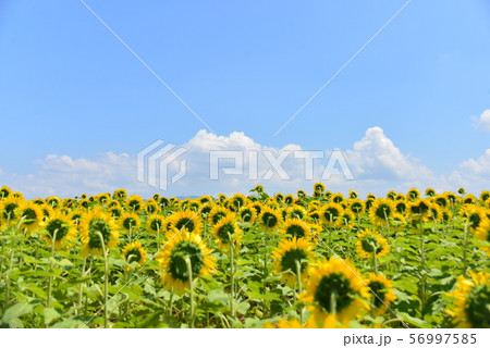 ひまわりの花を太陽の方を向いて撮影の写真素材
