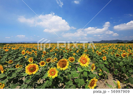 ひまわり3743 56997909