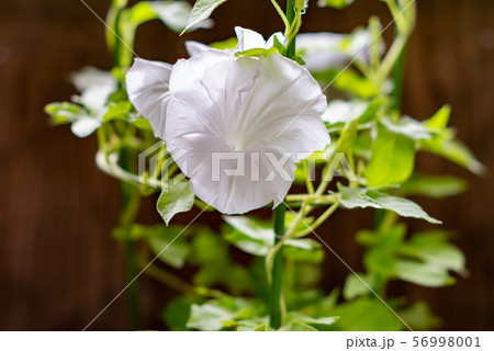 変化朝顔44 56998001