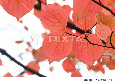 ヤマボウシ紅葉の写真素材