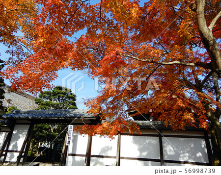 滋賀院門跡　晩秋の紅葉 56998739
