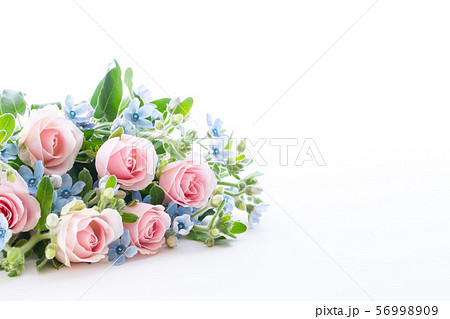 淡いピンクのバラと水色のブルースター ボタニカル背景の写真素材