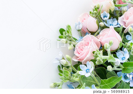 淡いピンクのバラと水色のブルースター ボタニカル背景の写真素材