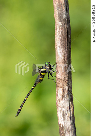 オニヤンマ オニヤンマ 56999818