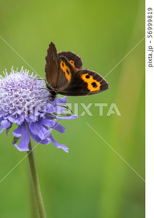 ベニヒカゲ 56999819