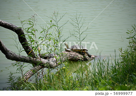 亀の親子 亀の親子 56999977