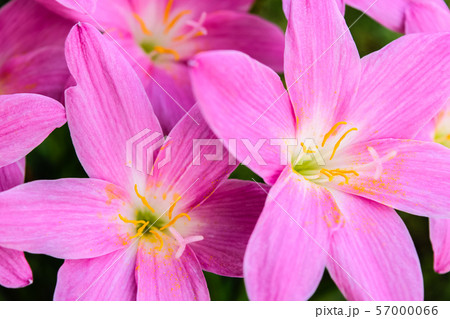 purple rain lily flower 57000066