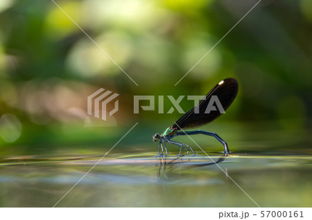 アオハダトンボ　産卵 57000161