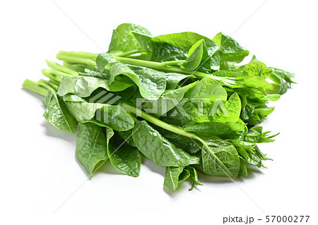 ツルムラサキ ツルムラサキ 57000277