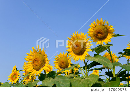 ひまわりの花 57000378