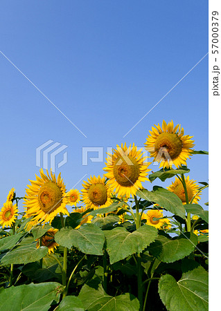 ひまわりの花 57000379