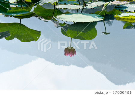 湖面に映る蓮の花 57000431