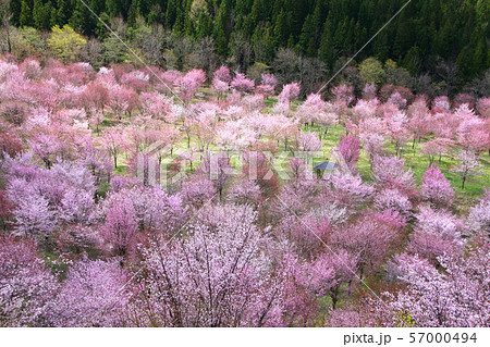 桜峠公園の桜(福島県・裏磐梯) 桜峠公園の桜(福島県・裏磐梯) 57000494