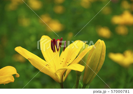 ゆり園のユリの花 ゆり園のユリの花 57000781