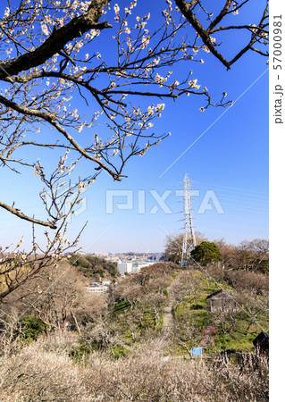 田浦梅園 57000981