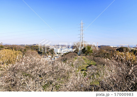 田浦梅園 57000983