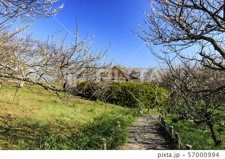 田浦梅園 田浦梅園 57000994