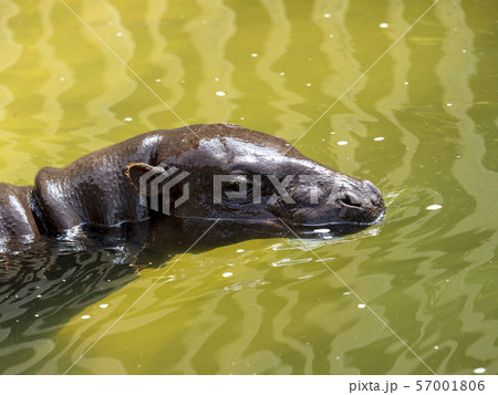 コビトカバ 57001806