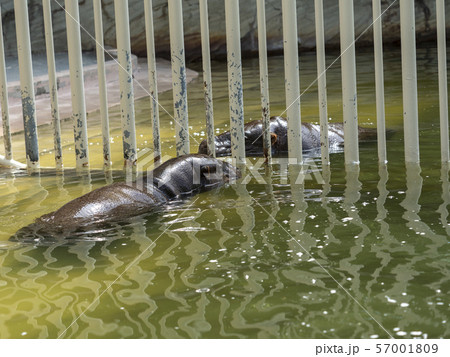 コビトカバ 57001809