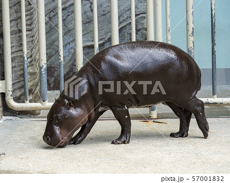 コビトカバ 57001832