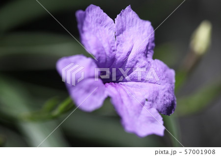 ヤナギバルイラソウ 57001908