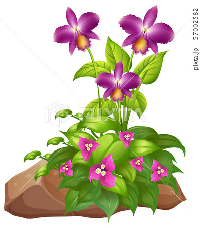 Tropical orchuds on white background 57002582