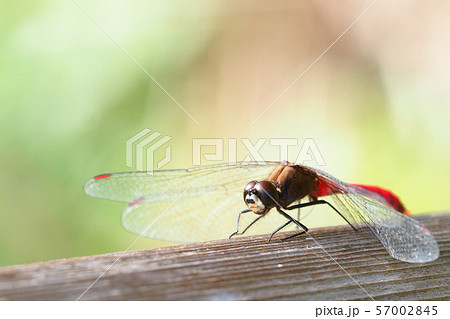 マユタテアカネ（オス） 57002845