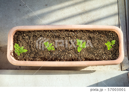 プランター植えのトマトの苗 57003001