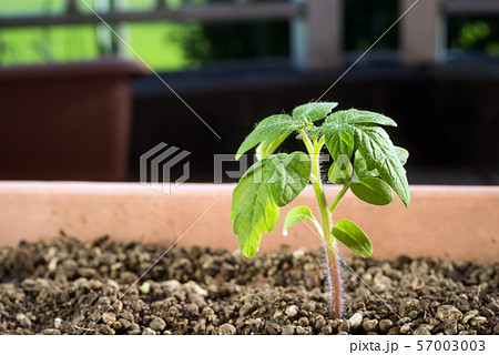 プランター植えのトマトの苗のアップ 57003003