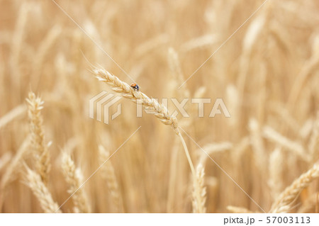 wheat field close-up, farmer concept, 57003113