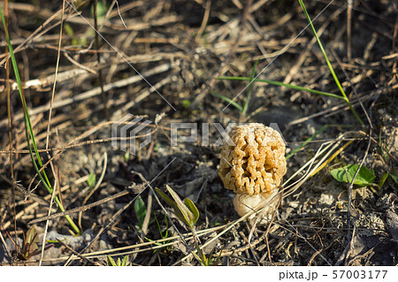 Morel mushroom, autumn harvest, wildlife 57003177