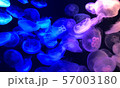 海月 57003180