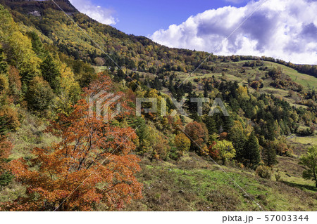 長野県 湯つづき紅葉街道 山田牧場周辺の紅葉の写真素材