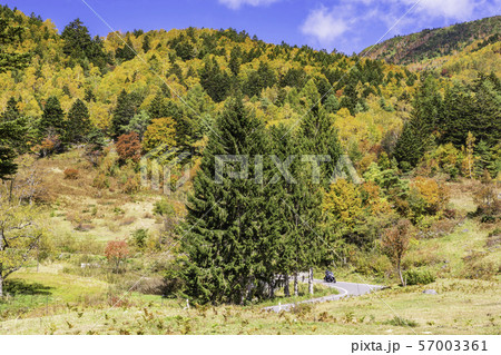 (長野県)湯つづき紅葉街道・山田牧場周辺の紅葉 (長野県)湯つづき紅葉街道・山田牧場周辺の紅葉 57003361