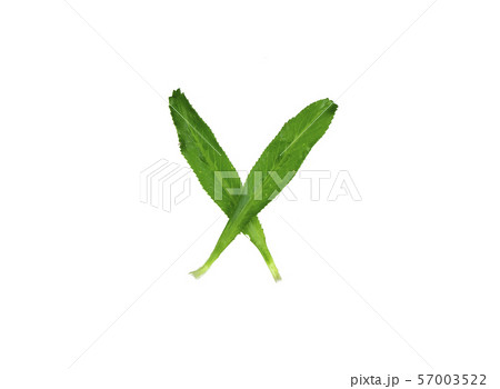 The roots and leaves of culantro. 57003522