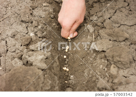 hand planting pea seeds, spring hand planting pea seeds, spring 57003542
