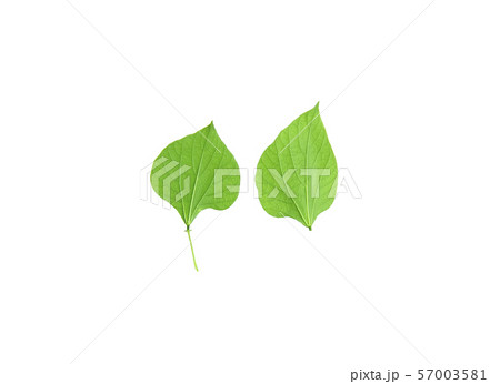 The leaves of Hyacinth Bean green The leaves of Hyacinth Bean green 57003581