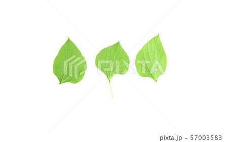 The leaves of Hyacinth Bean green The leaves of Hyacinth Bean green 57003583