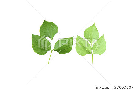 The leaves of Hyacinth Bean green The leaves of Hyacinth Bean green 57003607
