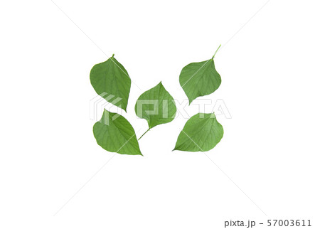 The leaves of Hyacinth Bean green The leaves of Hyacinth Bean green 57003611
