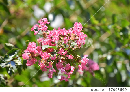 サルスベリの花 サルスベリの花 57003699