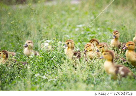 little ducklings in green grass, little ducklings in green grass, 57003715